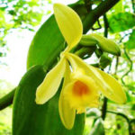 koerperbutter-zum-duschen-vanille