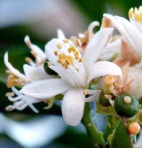 Körperbutter-Sanddorn-mit-mandrine